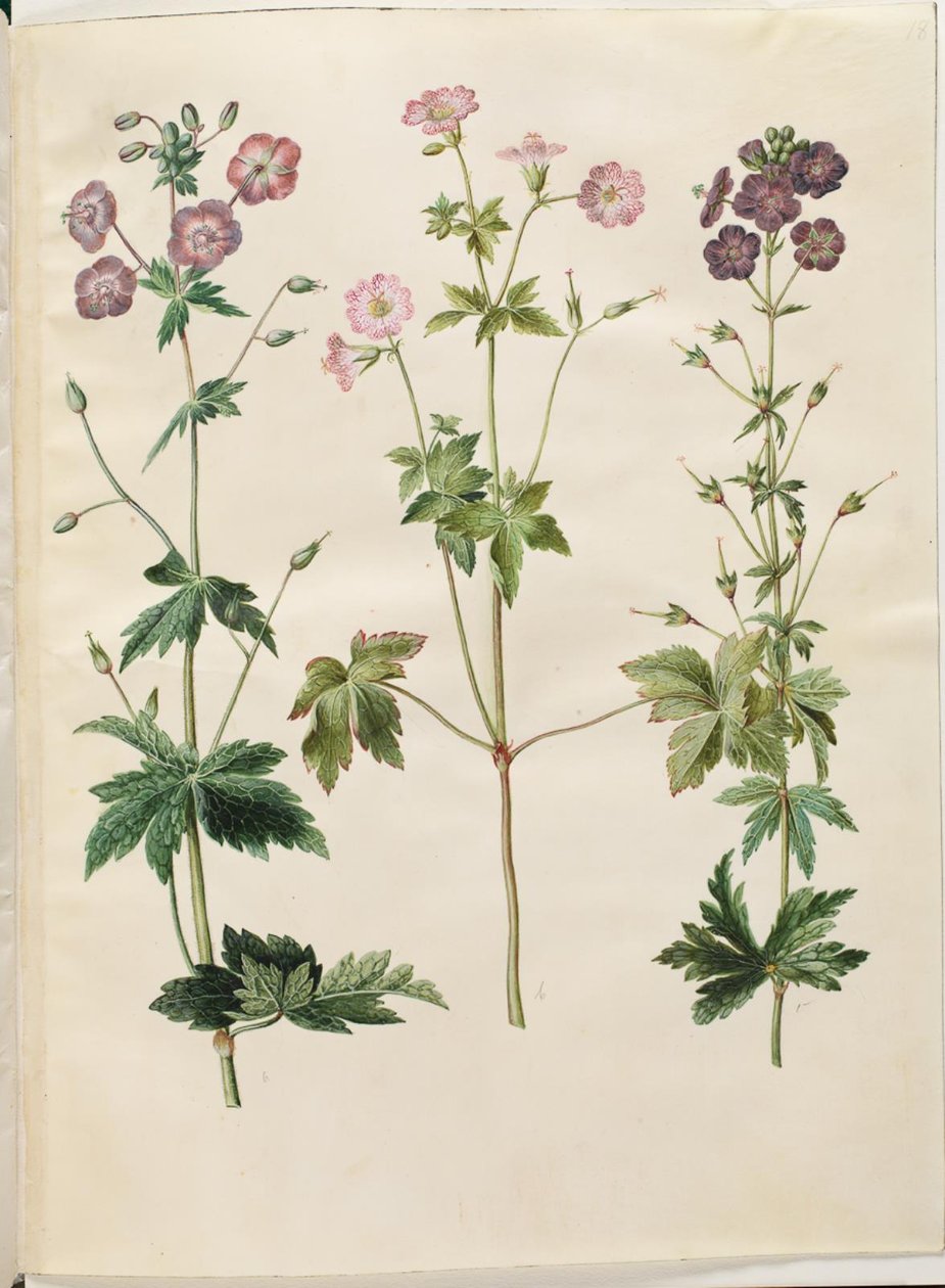 Sardunya phaeum (dalgalı leylek gagası); Sardunya versicolor (net leylek gagası) by Hans Simon Holtzbecker