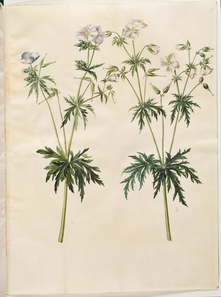 Sardunya pratense (çayır leylek gagası) by Hans Simon Holtzbecker