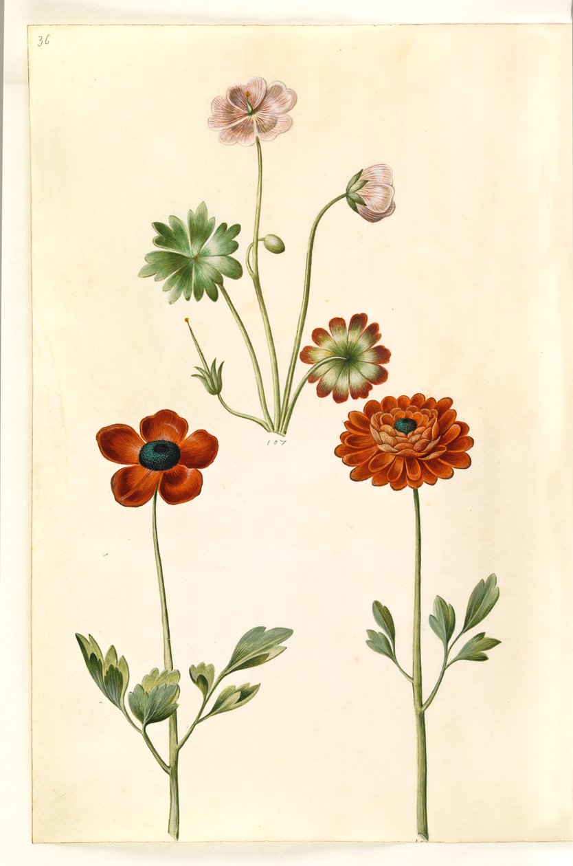 Sardunya sanguineum (Storkenaeb); Ranunculus asiaticus by Hans Simon Holtzbecker
