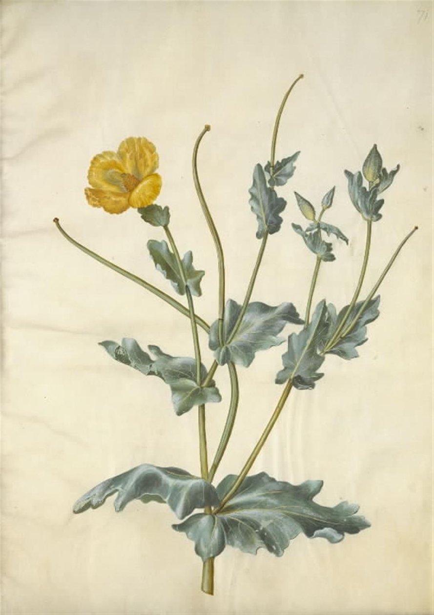 Glaucium sarısı (strand-hornskulpe) by Hans Simon Holtzbecker
