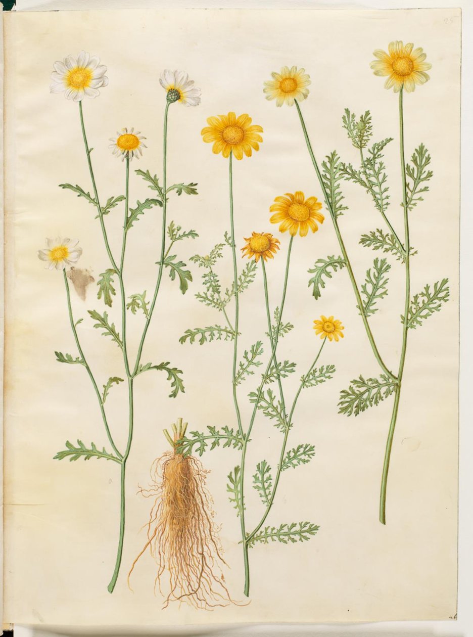 Glebionis coronaria (koroner arter hastalığı) by Hans Simon Holtzbecker