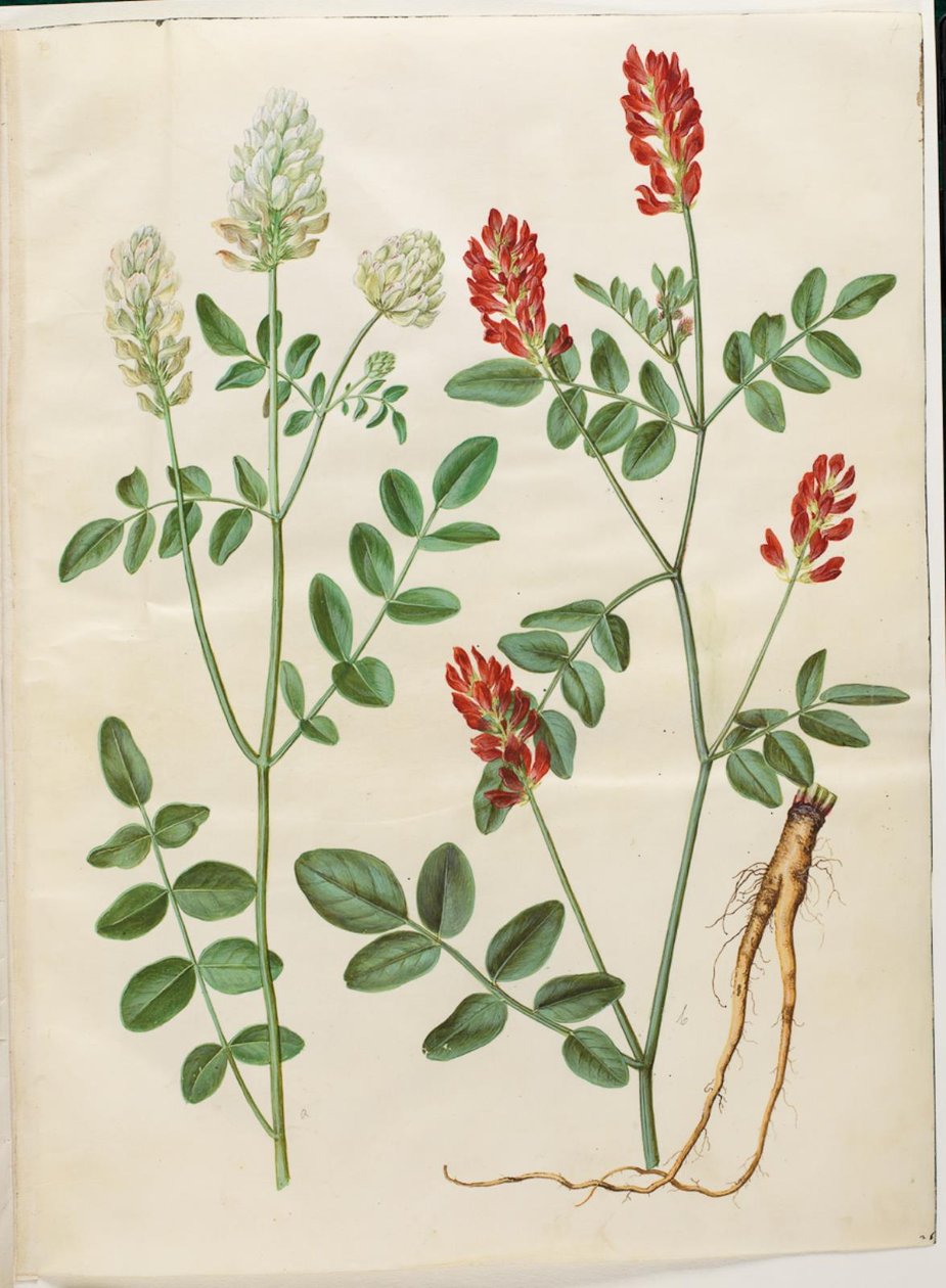 Hedysarum coronarium (kırmızı horoz yonca) by Hans Simon Holtzbecker