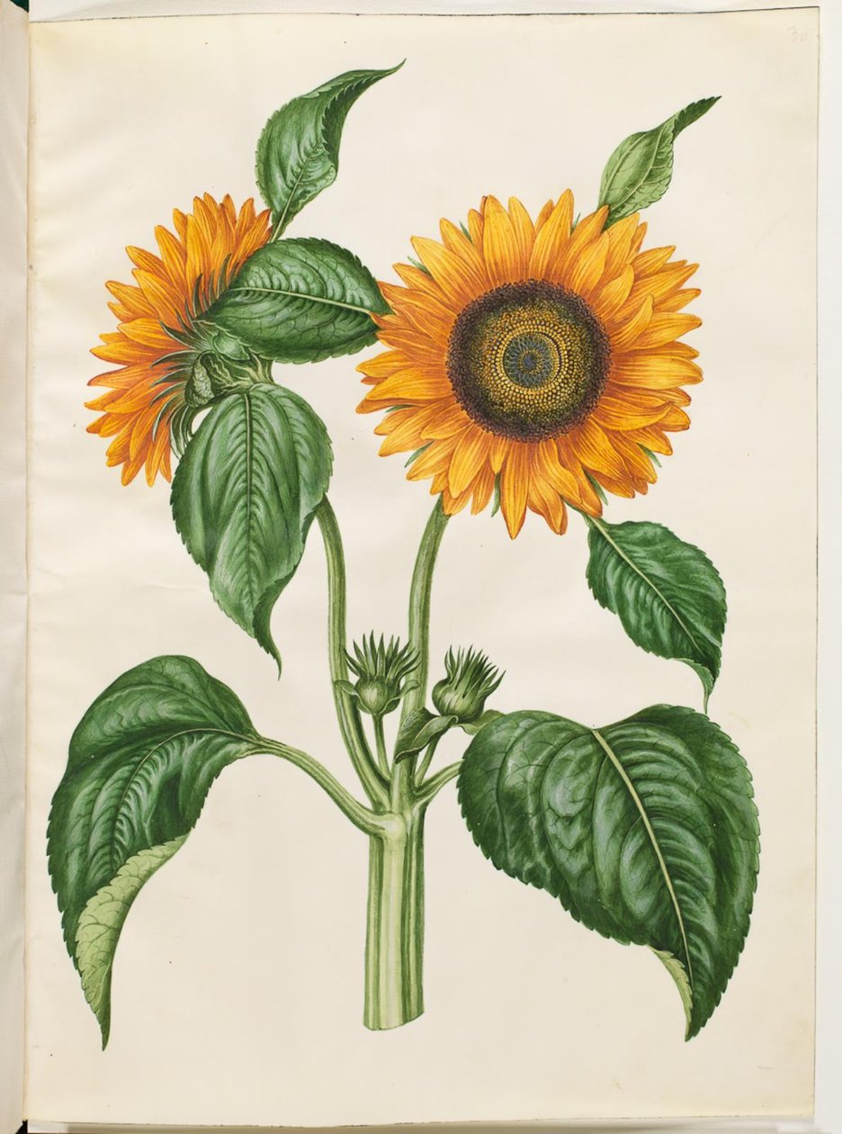 Helianthus annuus (ortak ayçiçeği) by Hans Simon Holtzbecker