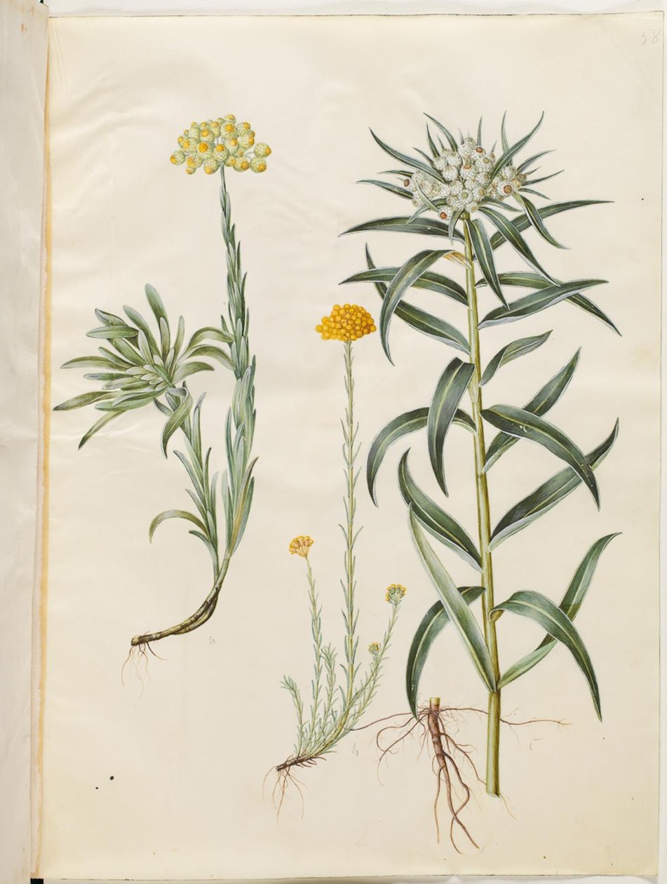 Helichrysum orientale (çalı çok yıllık çiçek); Helichrysum Stoechas (kokuşmuş sonsuz çiçek); Anaphalis margaritacea (ortak inci sepet) by Hans Simon Holtzbecker