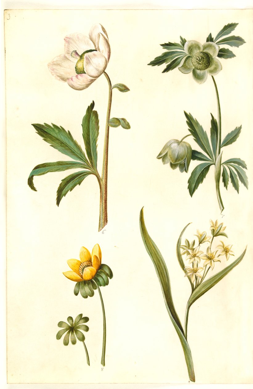 Helleborus niger (ortak Noel gülü); Eranthis hyemalis (bahçe erantisi); Gagea lutea (ortak altın yıldız) by Hans Simon Holtzbecker