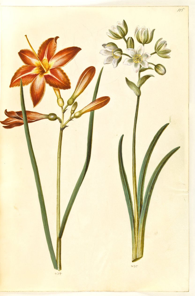 Hemerocallis fulva (brun daglilje); Ornithogalum Arabicum (mælkestjerne) by Hans Simon Holtzbecker