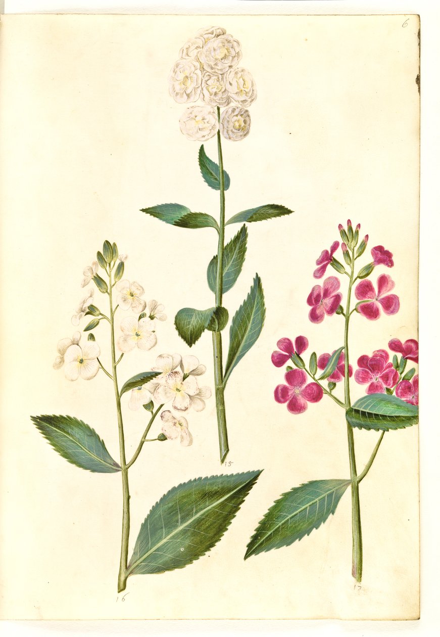 Hesperis matronalis (ortak akşam yıldızı) by Hans Simon Holtzbecker
