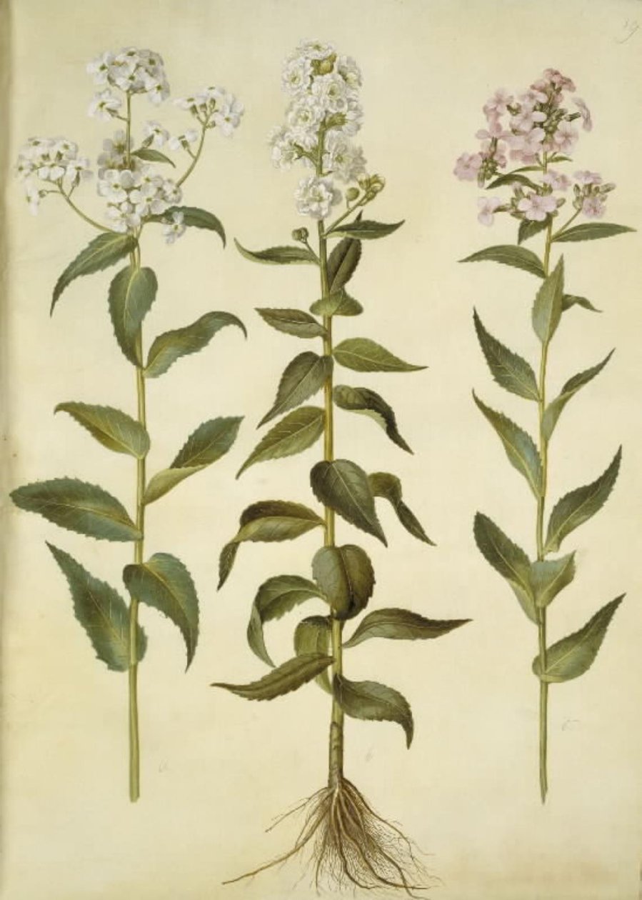Hesperis matronalis (ortak akşam yıldızı) by Hans Simon Holtzbecker