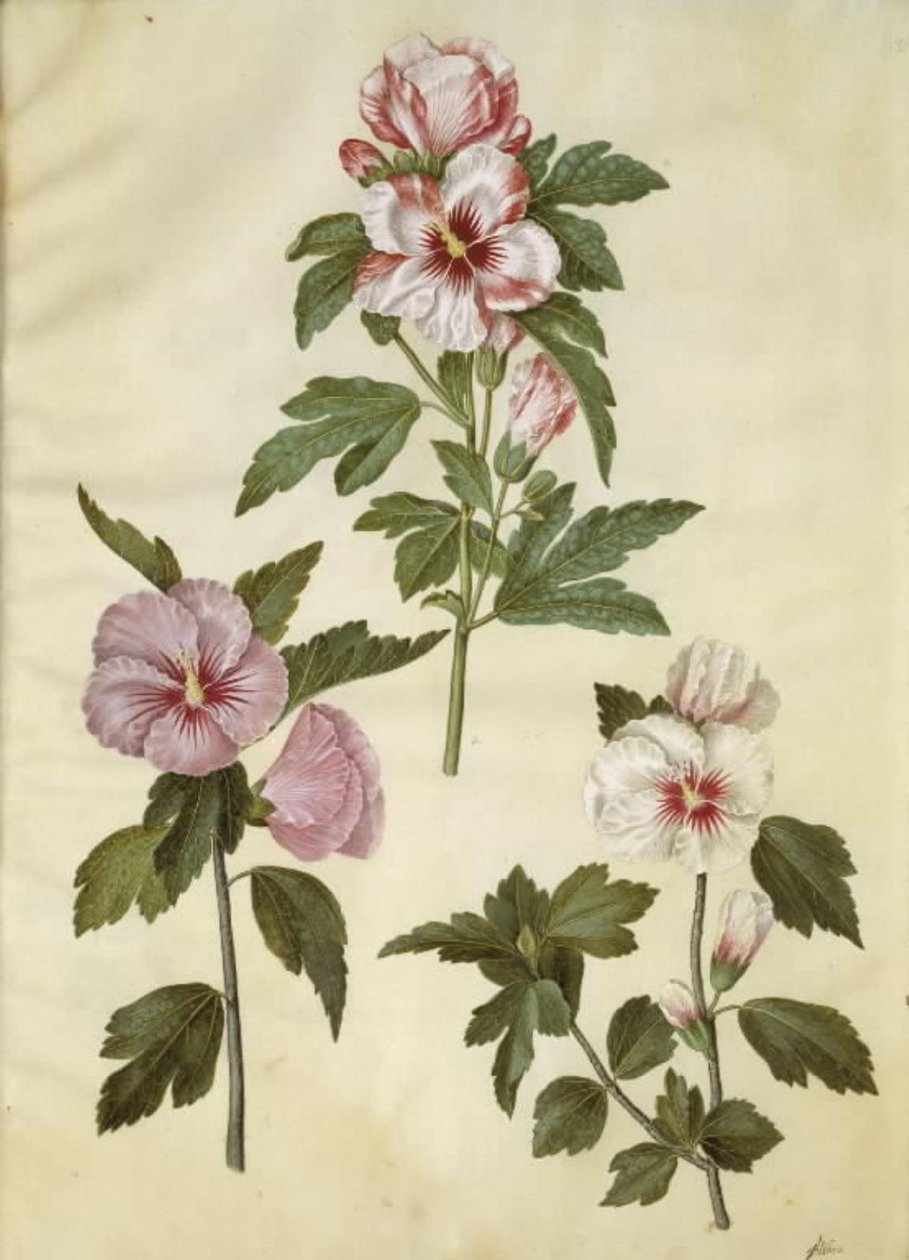 Hibiscus syriacus (sirisk gülü) by Hans Simon Holtzbecker