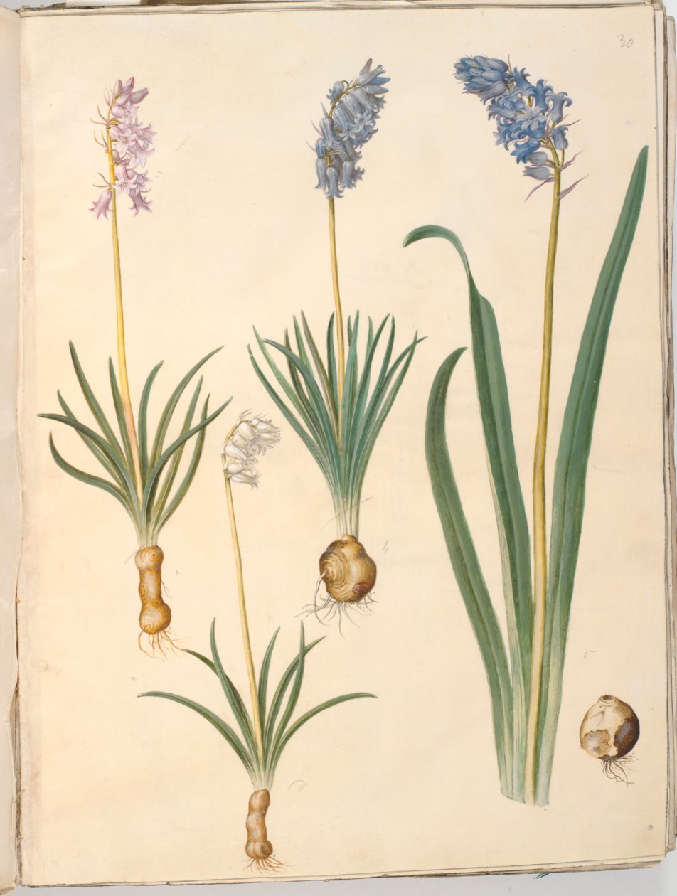 Hyacinthoides non-scripta (ortak çan); Hyacinthoides hispanica (İspanyol çanı) by Hans Simon Holtzbecker