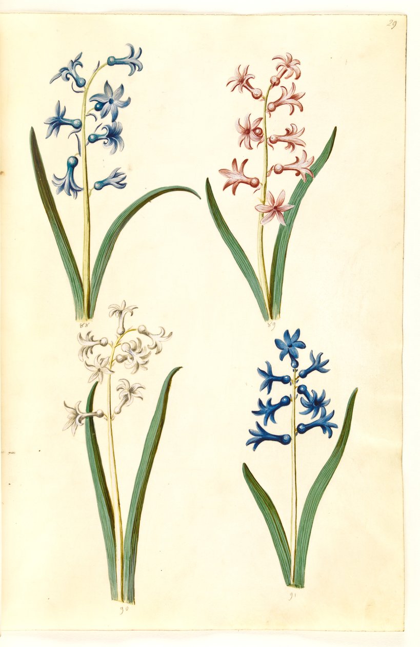 Hyacinthus orientalis (almindelig sümbül) by Hans Simon Holtzbecker