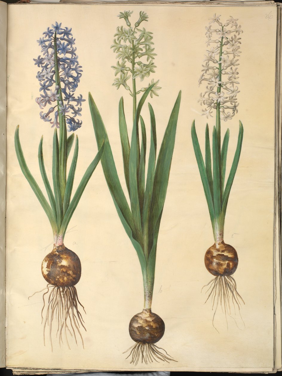 Hyacinthus orientalis (almindelig sümbül) by Hans Simon Holtzbecker