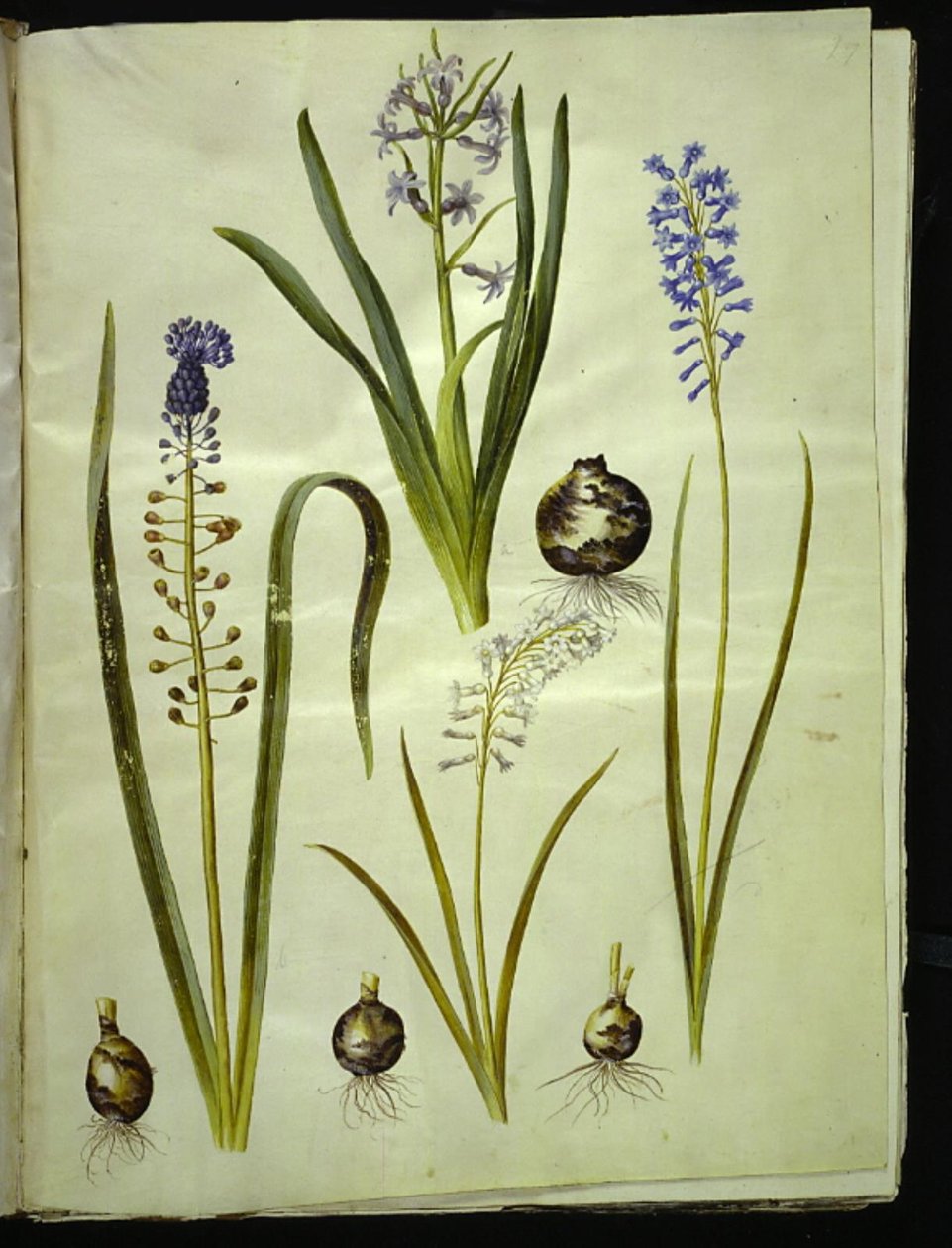 Hyacinthus orientalis (almindelig sümbül) Muscari Aloe vera (duskhyacint); Brimeura ametisti (sümbül pirenæisk) by Hans Simon Holtzbecker