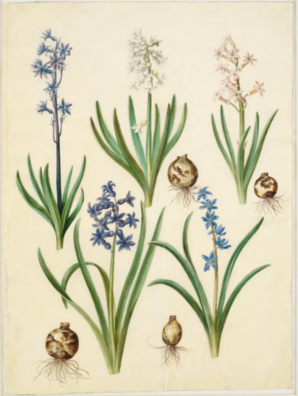 Hyacinthus orientalis (almindelig sümbül) Scilla hoş (himmelblå skilla) by Hans Simon Holtzbecker