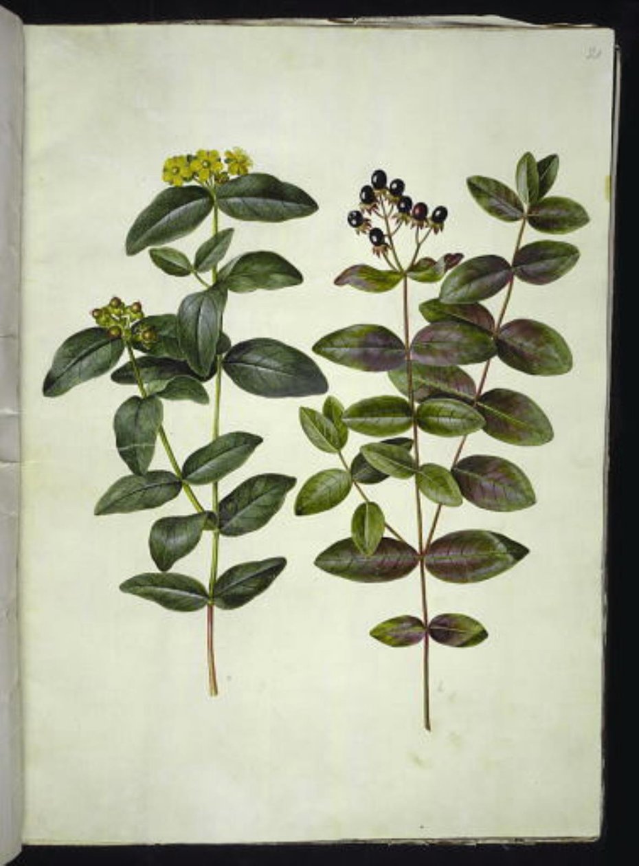Hypericum androsaemum (St. John
