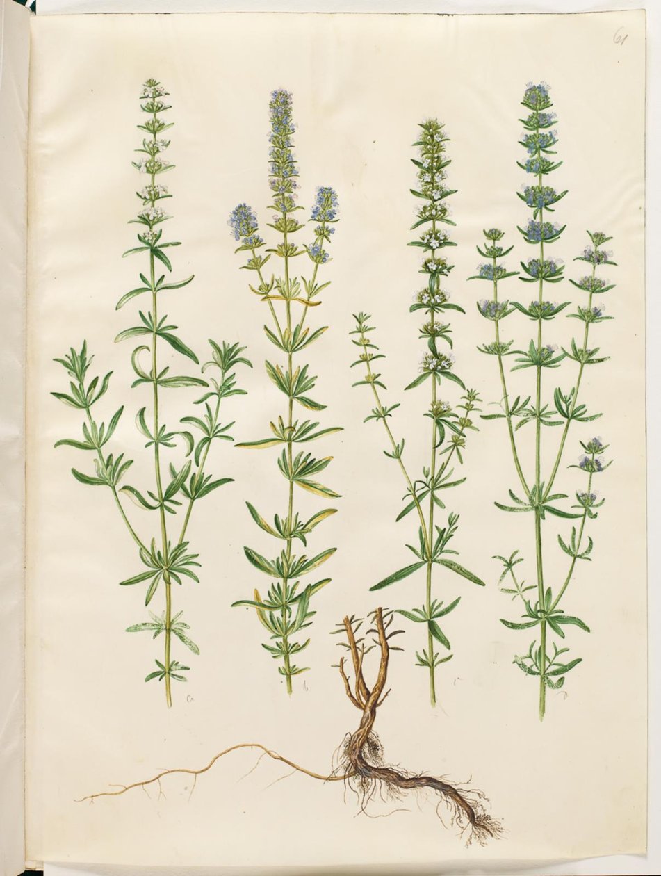 Hyssopus officinalis (gerçek çördük) by Hans Simon Holtzbecker