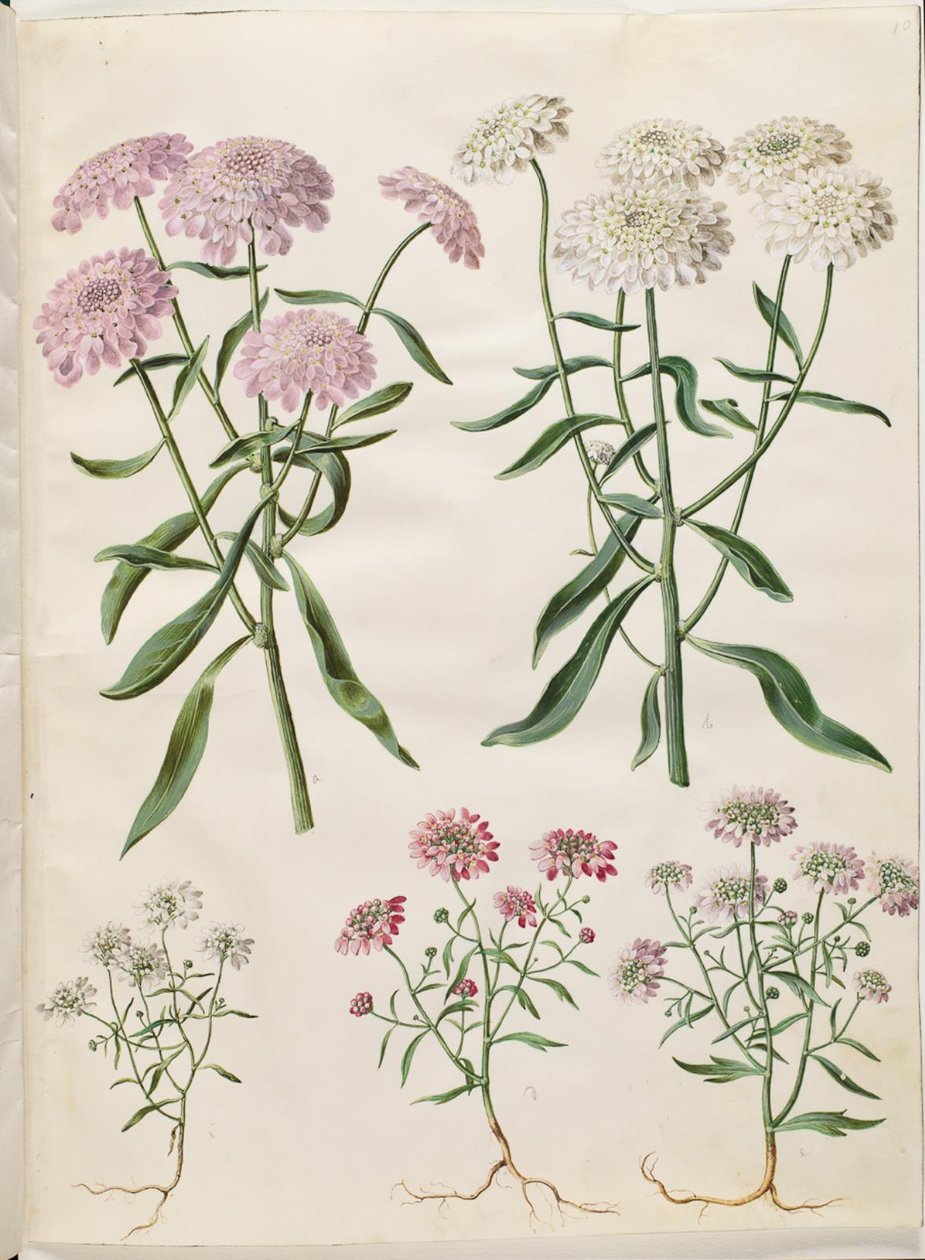 Iberis umbellata (ekran döngüsü çiçeği); Iberis amara (acı yay çiçeği) by Hans Simon Holtzbecker