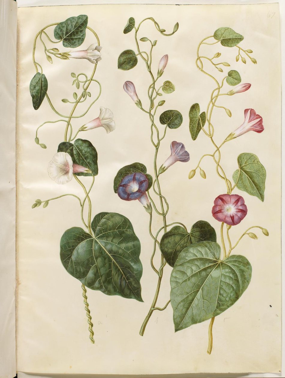 Ipomoea purpurea (purpur-pragtsnerle) by Hans Simon Holtzbecker