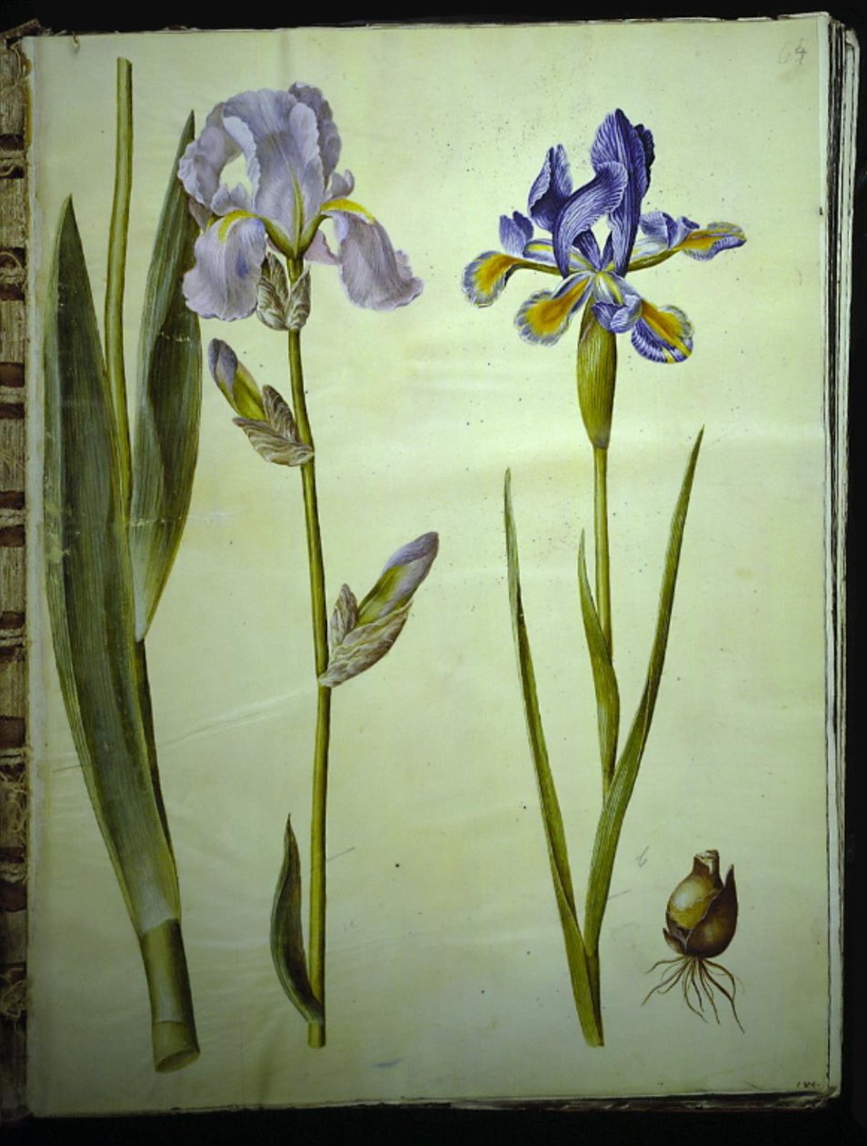 İris ×germanica (sahip-iris); İris xiphium (açık iris) by Hans Simon Holtzbecker