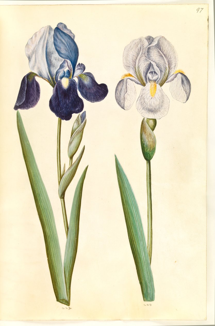 İris × germanica veya İris × sambucina (?) (Bahçe irisi veya raf irisi); İris × germanica (sahip-iris) by Hans Simon Holtzbecker