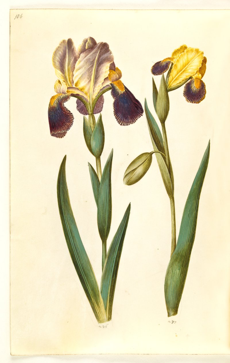 İris × germanica veya İris × sambucina (bahçe irisi veya raf irisi); Iris variegata (alacalı iris) by Hans Simon Holtzbecker