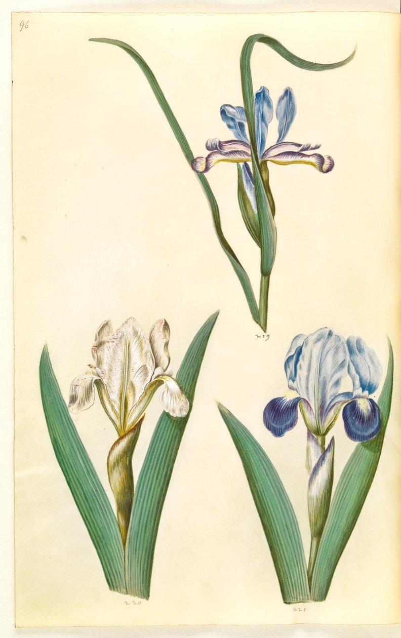 İris graminea (çim yaprağı irisi); İris lutescens veya İris pumila (?) (Cüce iris veya düşük iris) by Hans Simon Holtzbecker