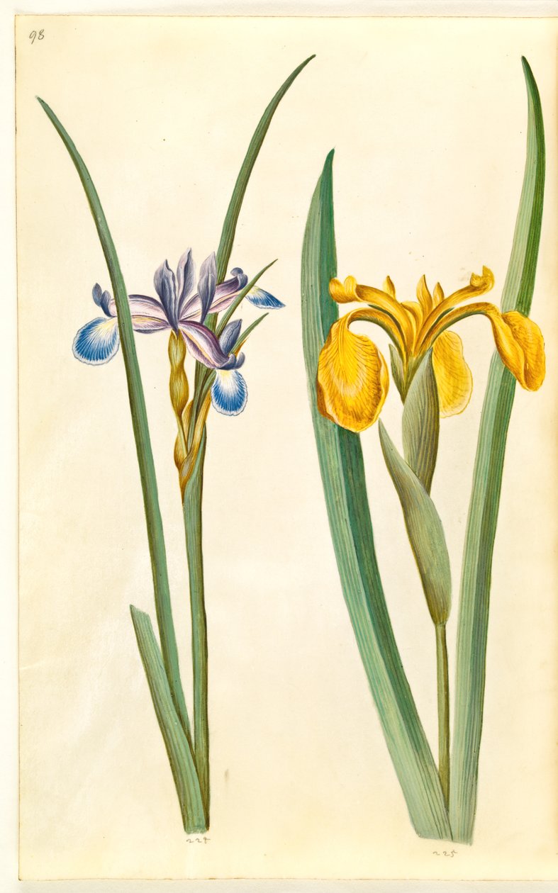 İris otu (İris græsbladet); İris pseudacorus (gül iris) by Hans Simon Holtzbecker