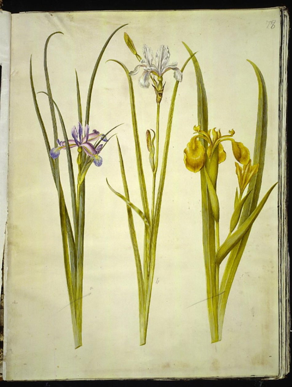 İris otu (İris græsbladet); İris sibirica (İris sibirica); İris pseudacorus (gül iris) by Hans Simon Holtzbecker