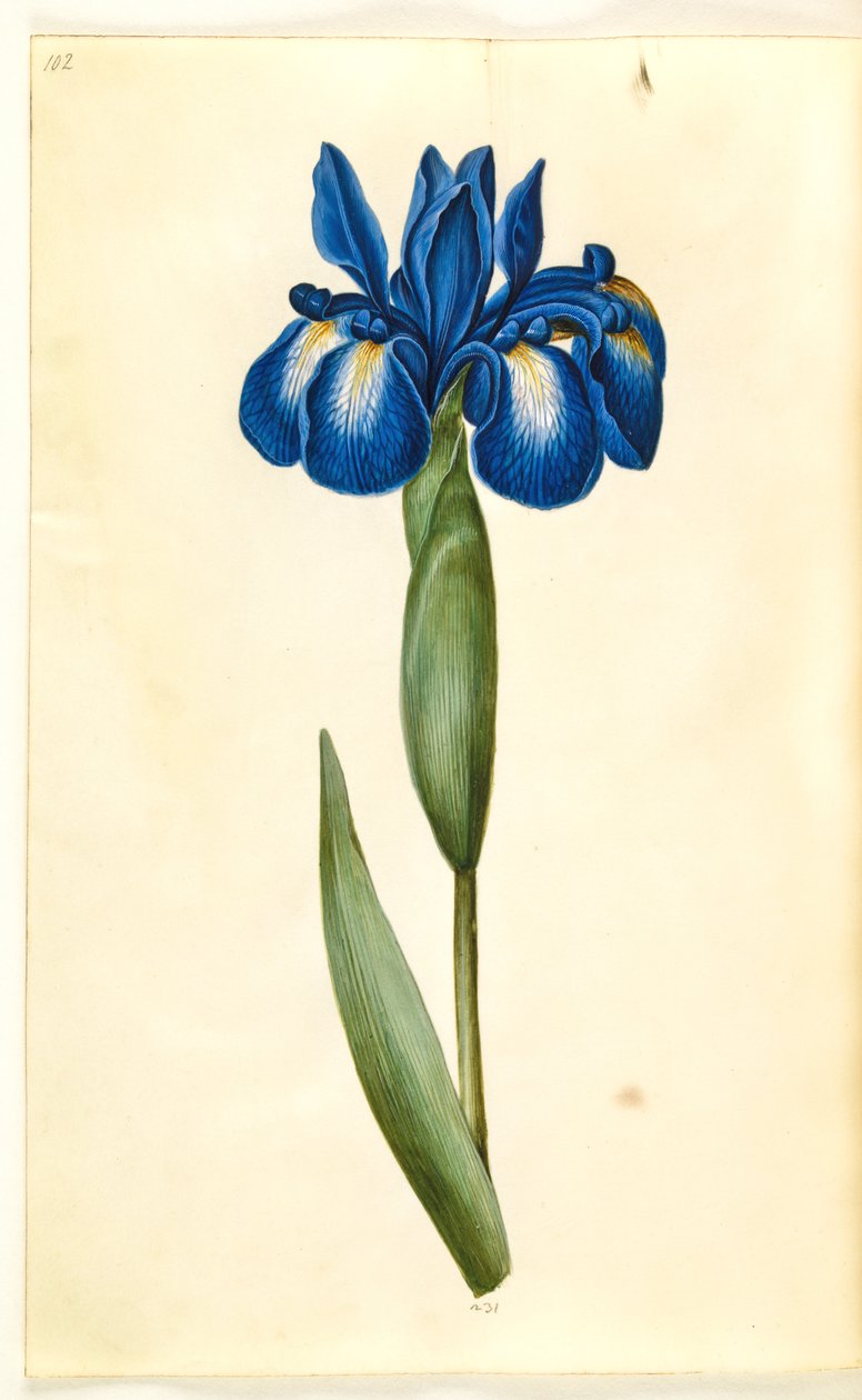 İris latifolia (İngilizce iris) by Hans Simon Holtzbecker