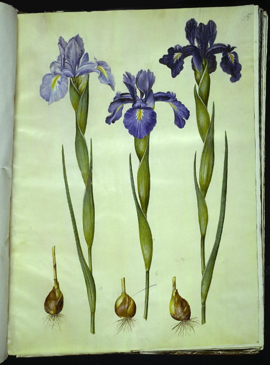 İris latifolia (İngilizce iris) by Hans Simon Holtzbecker
