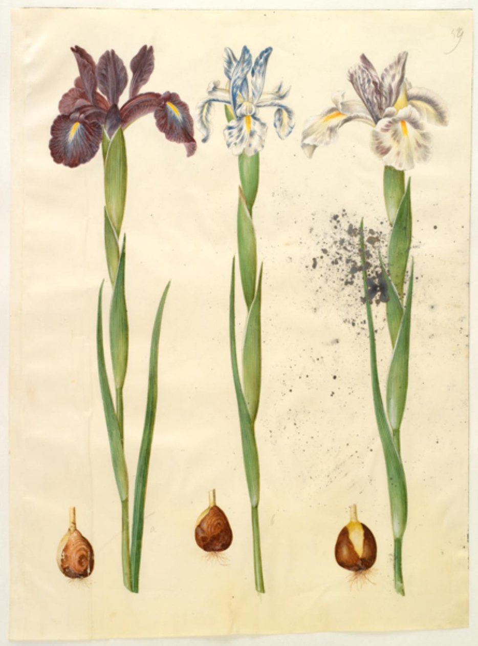 İris latifolia (İngilizce iris) by Hans Simon Holtzbecker