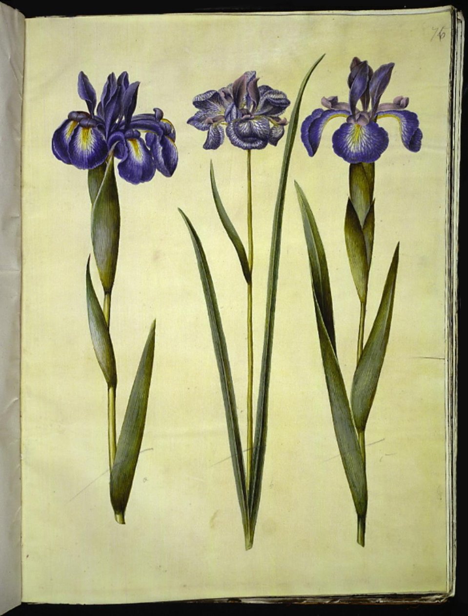 İris latifolia (İngiliz irisi); İris sibirica (Sibirya irisi) by Hans Simon Holtzbecker