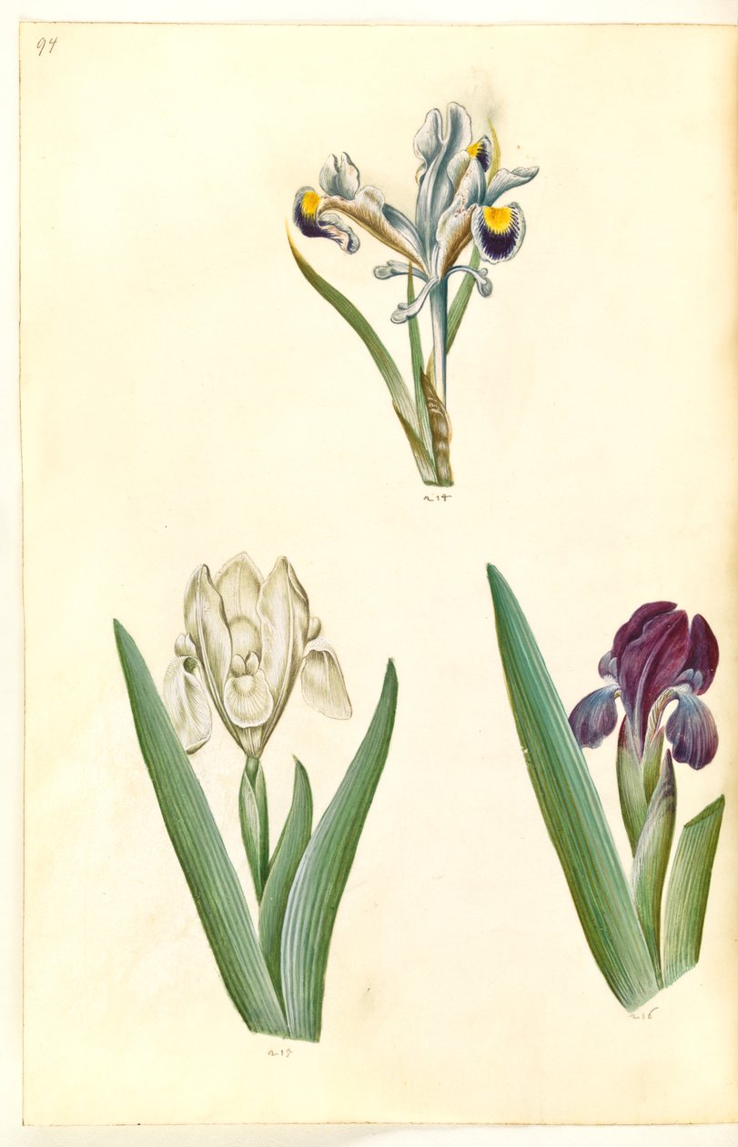İris persica (Farsça iris); İris lutescens veya İris pumila (?) (Cüce iris veya düşük iris) by Hans Simon Holtzbecker