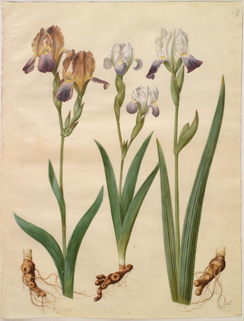 İris × sambucina (raf-iris); İris × amoena (iris-melez) by Hans Simon Holtzbecker