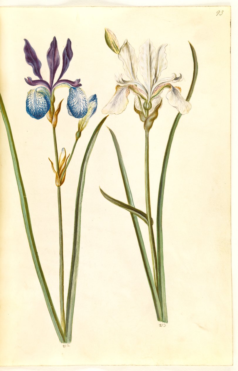 İris sibirica (sibirik iris) by Hans Simon Holtzbecker