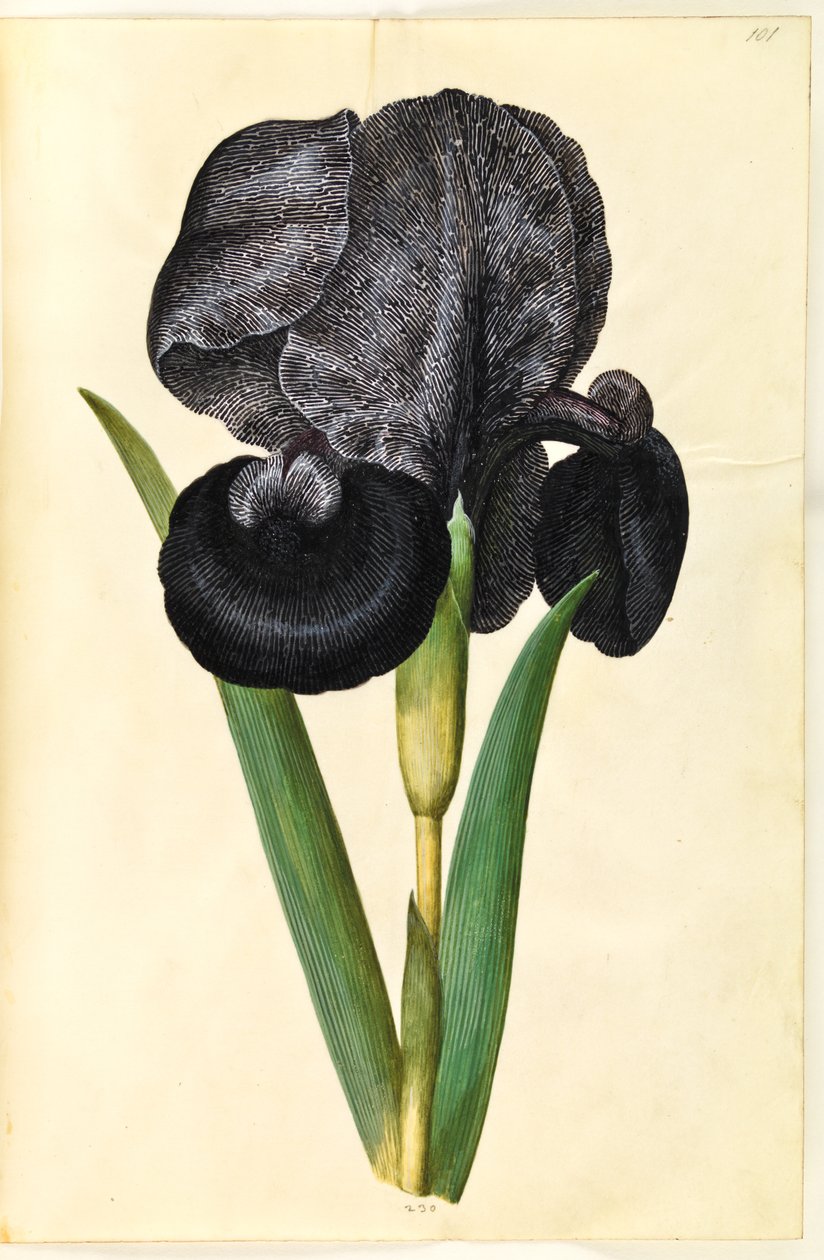 Iris susiana (sørge-iris) by Hans Simon Holtzbecker