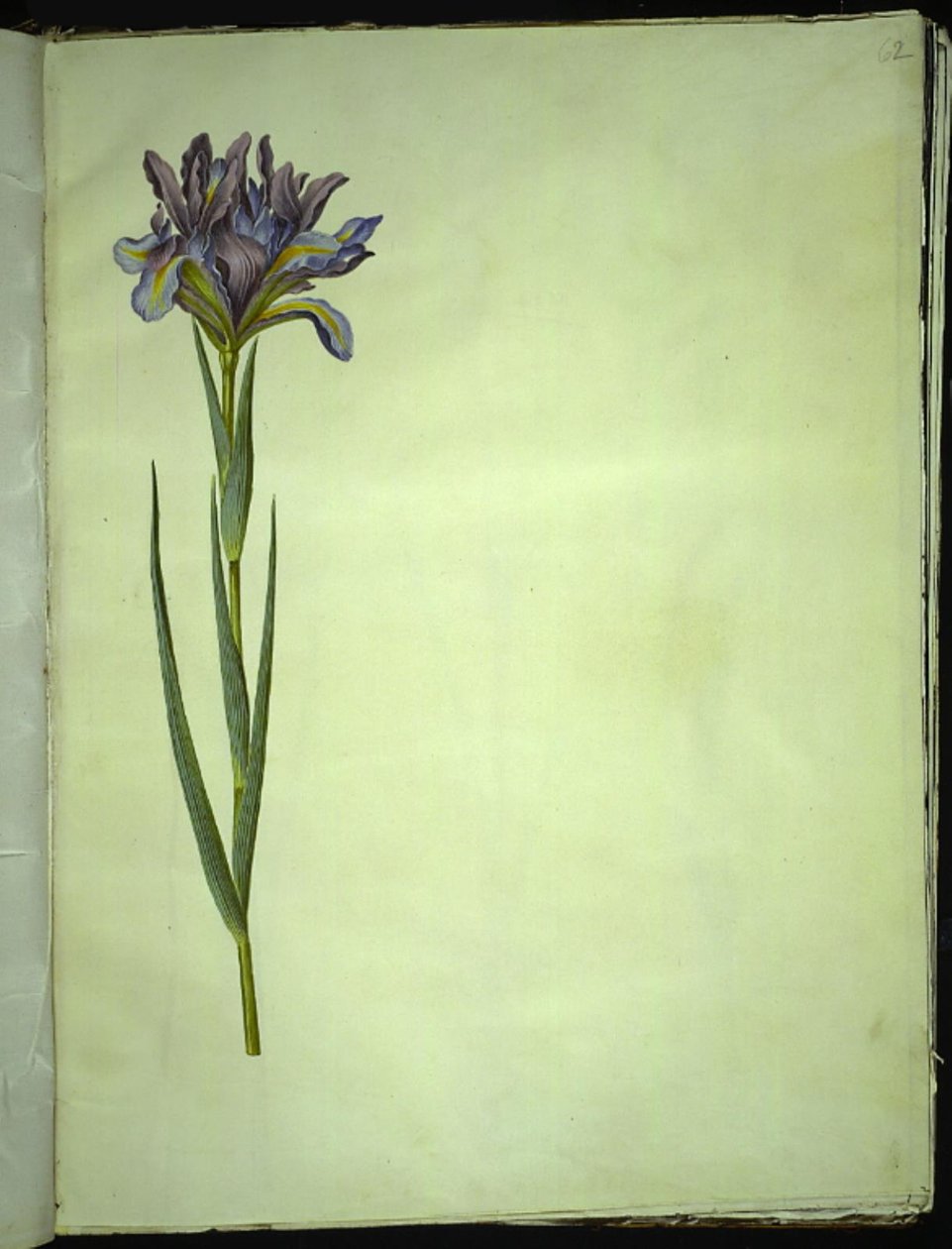 İris xiphium (açık iris) by Hans Simon Holtzbecker
