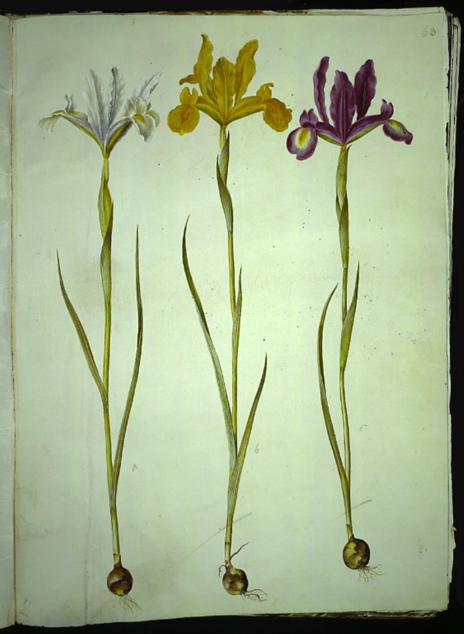 İris xiphium (açık iris) by Hans Simon Holtzbecker
