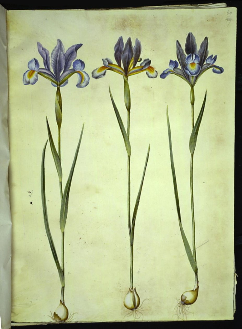 İris xiphium (açık iris) by Hans Simon Holtzbecker