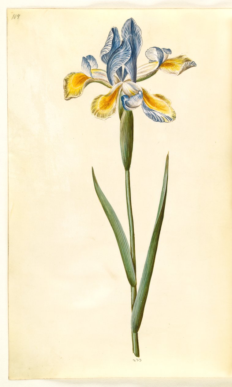 İris xiphium (açık iris) by Hans Simon Holtzbecker