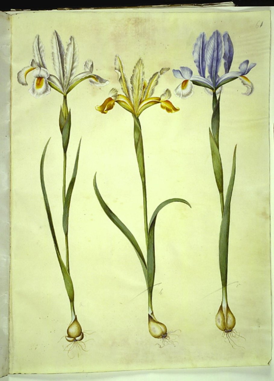 İris xiphium (İspanyol irisi) veya İris latifolia (İngiliz irisi); İris xiphium (İspanyol irisi) by Hans Simon Holtzbecker