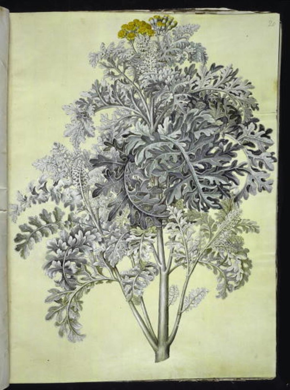 Jacobaea maritima (gri yaprak) by Hans Simon Holtzbecker