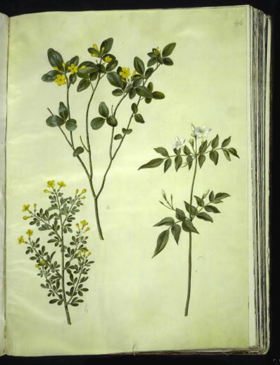 Yasemin (stue-jasmin); Jasminum fruticans (busk-jasmin); Jasminum grandiflorum (duft-jasmin) by Hans Simon Holtzbecker