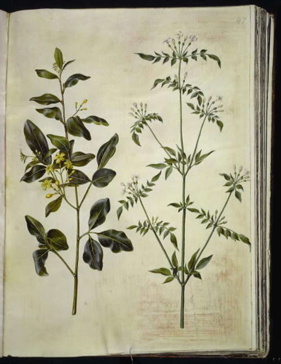 Yasemin (stue-jasmin); Jasminum officinale (Læge-jasmin) by Hans Simon Holtzbecker