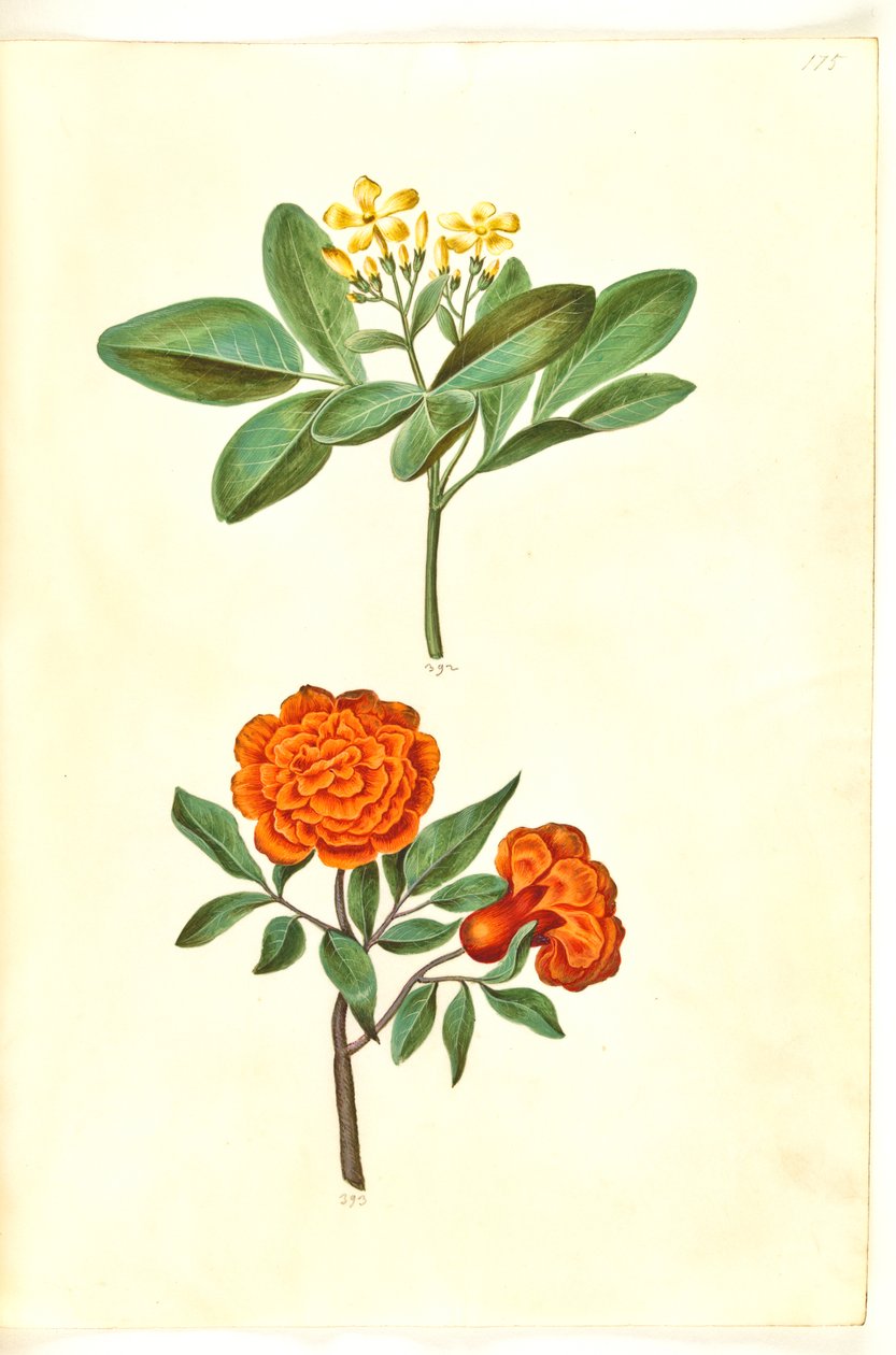 Yasemin (stue-jasmin); Punica granatum (granataeble) by Hans Simon Holtzbecker