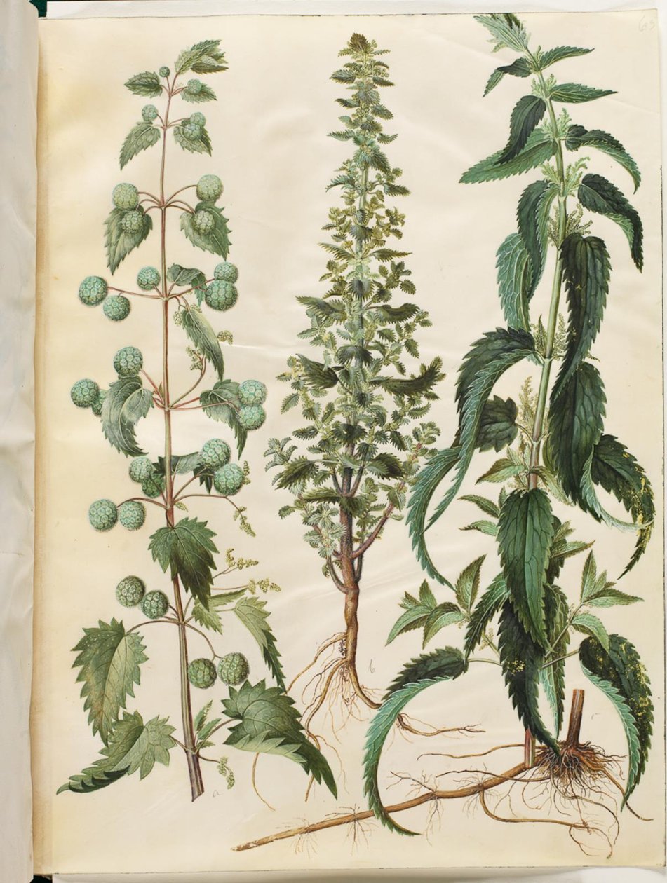 Kksgb2950 / 65 Urtica pilulifera (Roma ısırgan otu); Urtica urens (küçük ısırgan otu); Urtica dioica (büyük ısırgan otu) by Hans Simon Holtzbecker