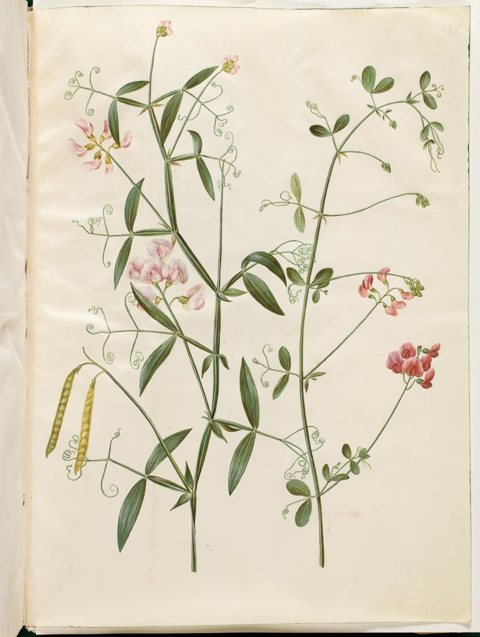 Lathyrus sylvestris (orman düz baklaları); Lathyrus tuberosus (yumrulu düz baklalar) by Hans Simon Holtzbecker