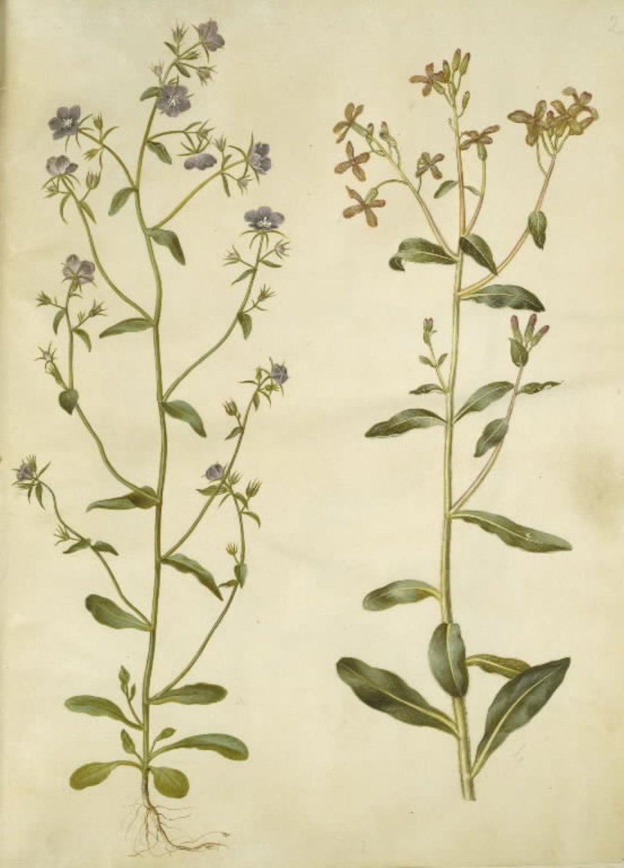 Legousia, Venüs