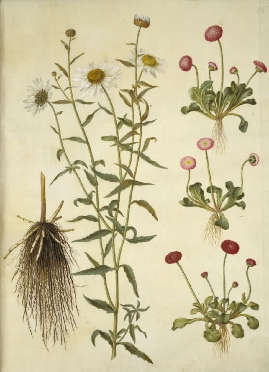 Leucanthemum vulgare (beyaz boğa gözü); Bellis perennis (ortak papatya) by Hans Simon Holtzbecker