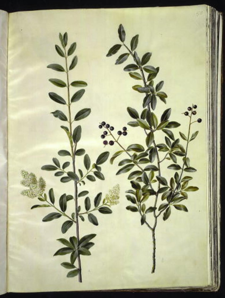 Ligustrum vulgare (ortak ayrıcalık) by Hans Simon Holtzbecker